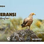 23. Türkiye Kuş Konferansı ‘Göçmen Kuşlar’ Temasıyla İstanbul’da Düzenlendi